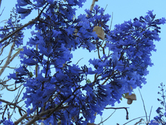 Jacaranda brasiliana