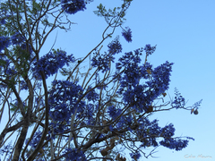 Jacaranda brasiliana