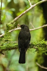 Turdus merula cabrerae