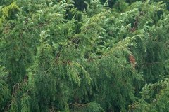 Juniperus cedrus