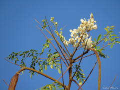 Moringa oleifera