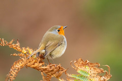 Erithacus rubecula superbus