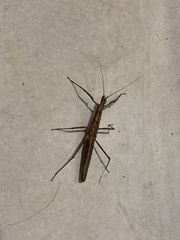 Neohirasea