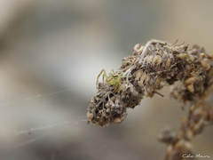Misumenops maculissparsus