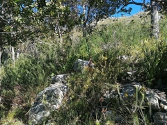 Acacia crassiuscula
