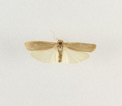 Eilema pseudocomplana