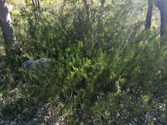 Acacia crassiuscula