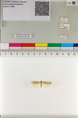 Eilema pseudocomplana