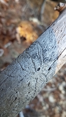 Pityogenes bidentatus