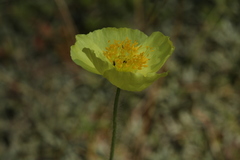 Papaver chakassicum
