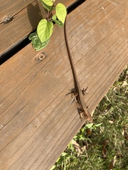 Takydromus tachydromoides