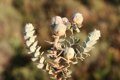 Clutia tomentosa
