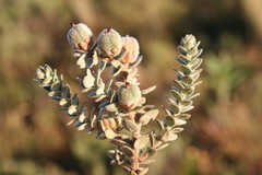 Clutia tomentosa