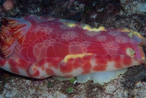 Hexabranchus giganteus