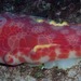 Hexabranchus giganteus