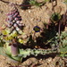 Lachenalia mutabilis - Photo no hay derechos reservados, subido por Peter Warren