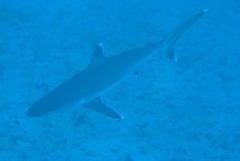 Carcharhinus albimarginatus