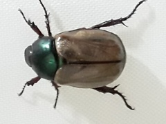 Anomala testaceipennis