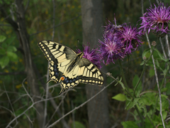 Centaurea scabiosa