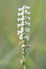 Spiranthes praecox