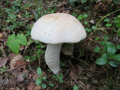 Leccinum percandidum