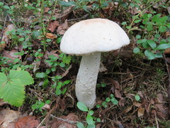 Leccinum percandidum