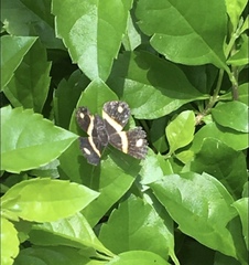 Parcella amarynthina