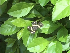 Parcella amarynthina