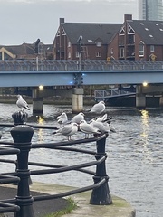 Chroicocephalus ridibundus