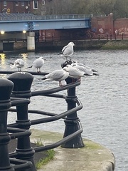 Chroicocephalus ridibundus