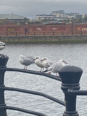 Chroicocephalus ridibundus