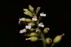 Cheirostylis parvifolia
