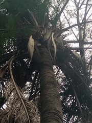 Syagrus romanzoffiana