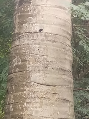 Syagrus romanzoffiana