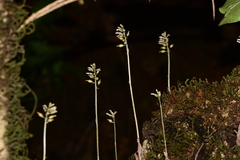 Cheirostylis parvifolia