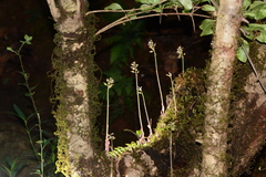 Cheirostylis parvifolia