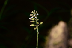 Cheirostylis parvifolia