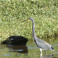 Egretta tricolor image