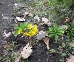 Gymnospermium smirnowii