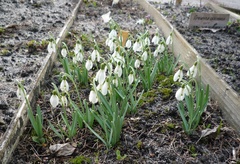 Galanthus alpinus