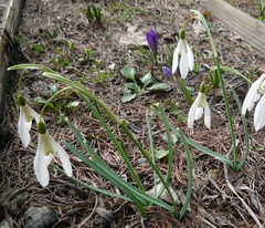 Galanthus angustifolius
