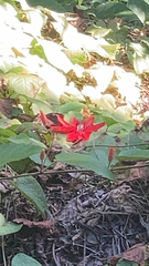Coccinea