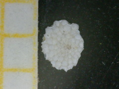 Planorbulina mediterranensis