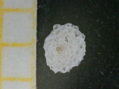 Planorbulina mediterranensis