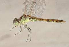 Sympetrum vulgatum