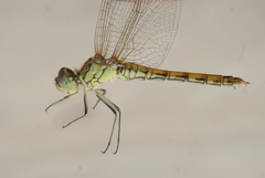Sympetrum vulgatum