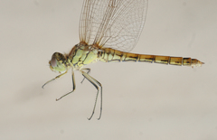 Sympetrum vulgatum