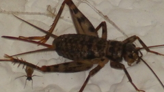 Gryllomorpha