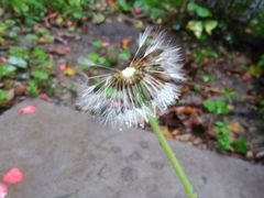 Taraxacum officinale