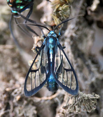 Syntrichura virens